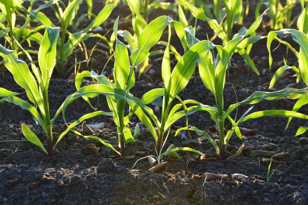 <strong>生物質炭：土壤改良的重要產(chǎn)物</strong>